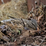 Kada patke počnu da nose